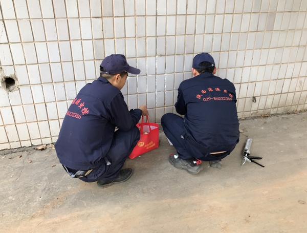 陝西專業滅鼠公司