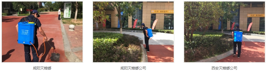 西安滅蟑螂公司